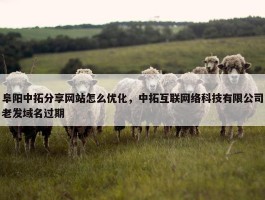 阜阳中拓分享网站怎么优化，中拓互联网络科技有限公司老发域名过期