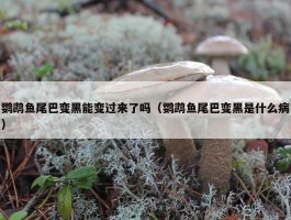 鹦鹉鱼尾巴变黑能变过来了吗（鹦鹉鱼尾巴变黑是什么病）