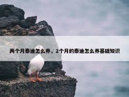 两个月泰迪怎么养，2个月的泰迪怎么养基础知识