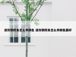 迷你鹦鹉鱼怎么养颜色 迷你鹦鹉鱼怎么养颜色最好