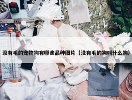 没有毛的宠物狗有哪些品种图片（没有毛的狗叫什么狗）