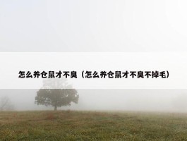 怎么养仓鼠才不臭（怎么养仓鼠才不臭不掉毛）