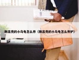 刚出壳的小乌龟怎么养（刚出壳的小乌龟怎么养护）