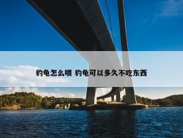 豹龟怎么喂 豹龟可以多久不吃东西