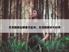 贝灵顿梗在哪里不能养，贝灵顿梗好不好养