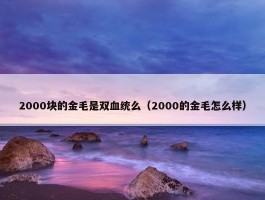 2000块的金毛是双血统么（2000的金毛怎么样）