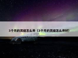 3个月的灵缇怎么养（3个月的灵缇怎么养好）