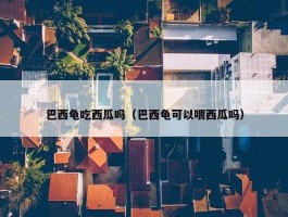 巴西龟吃西瓜吗（巴西龟可以喂西瓜吗）