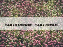 柯基大了坏毛病能改掉吗（柯基大了还能断尾吗）