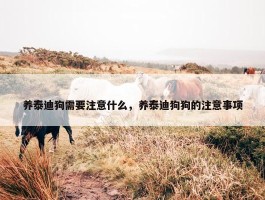 养泰迪狗需要注意什么，养泰迪狗狗的注意事项