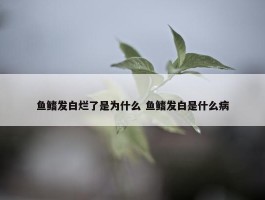 鱼鳍发白烂了是为什么 鱼鳍发白是什么病