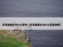 折耳猫要补充什么营养（折耳猫要补充什么营养物质）