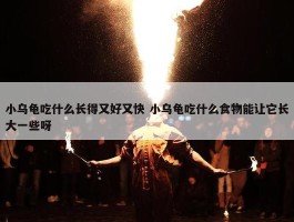 小乌龟吃什么长得又好又快 小乌龟吃什么食物能让它长大一些呀