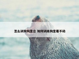 怎么训狗狗坐立 如何训练狗坐着不动