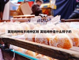 英短纯种和不纯种区别 英短纯种是什么样子的