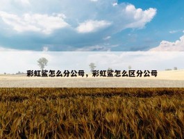 彩虹鲨怎么分公母，彩虹鲨怎么区分公母