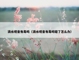 滴水观音有毒吗（滴水观音有毒吗碰了怎么办）