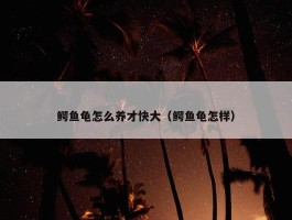 鳄鱼龟怎么养才快大（鳄鱼龟怎样）