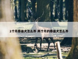 2个月泰迪犬怎么养 两个月的泰迪犬怎么养