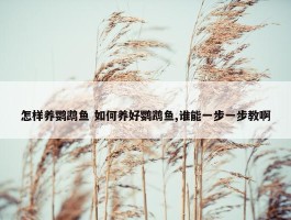 怎样养鹦鹉鱼 如何养好鹦鹉鱼,谁能一步一步教啊