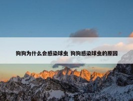 狗狗为什么会感染球虫 狗狗感染球虫的原因